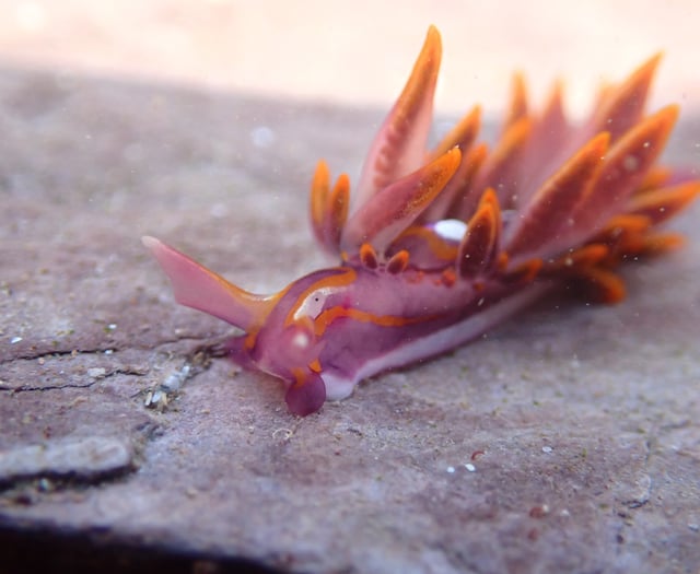 Rare fire-tipped sea slug spotted in Wembury signals climate change