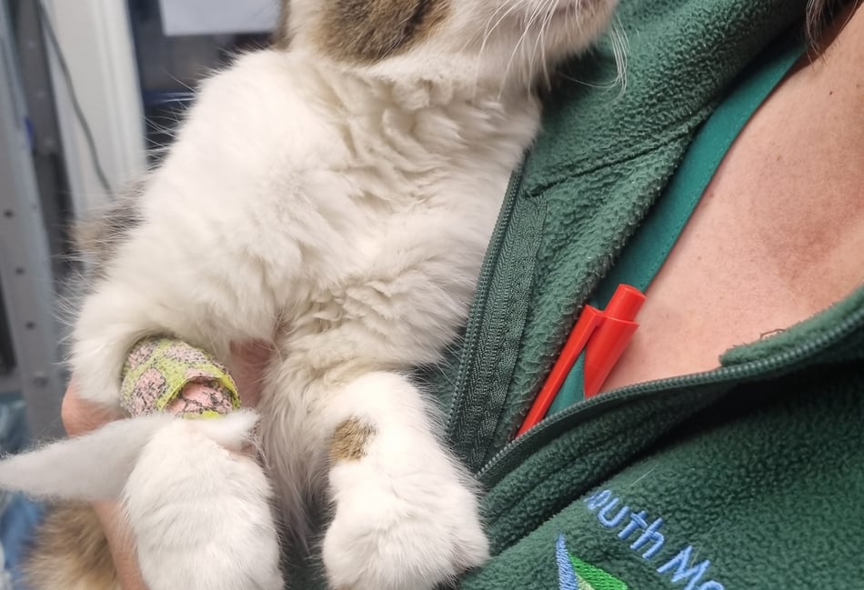 From Surgery to Sofa: Cat Neutering Explained