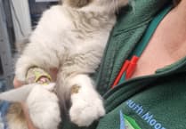 Discover Lou Newman’s Guide to Cat Neutering