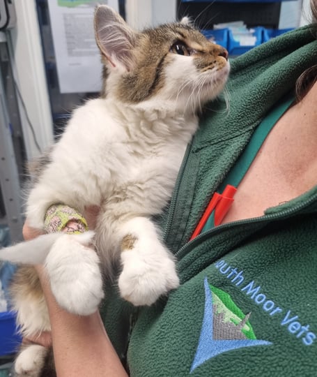 Muffin the Cat - South Moor Vets 