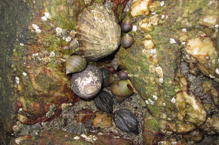 Sheltering in a damp crevice - limpet, periwinkle, topshell, mussels and barnacles - Nigel Mortimer