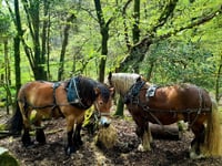 Dartmoor's dynamic landscapes festival: Moor Understanding coming soon