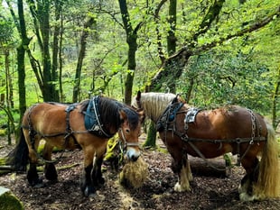 Dartmoor's dynamic landscapes festival: Moor Understanding coming soon