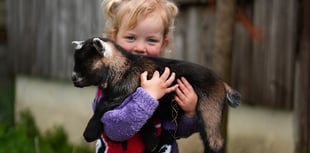 New pygmy goat ‘Pygnasium’ announced for Devon County Show