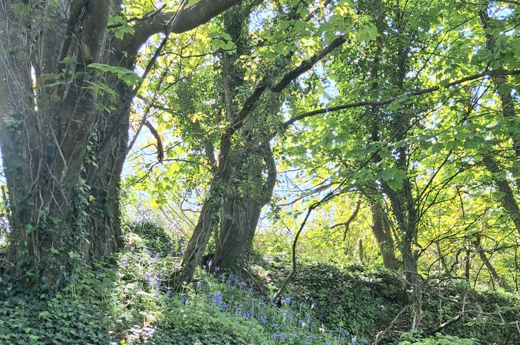 Garlic and bluebells by Dick Evans
