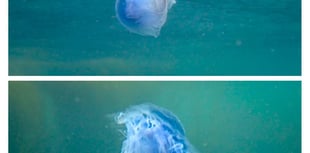 Blue jellyfish spotted at Wembury as plankton season begins