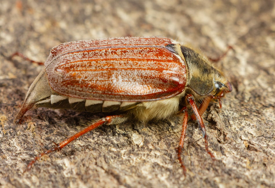 Nature Diary by Geoff Foale | Buzzing into moth season