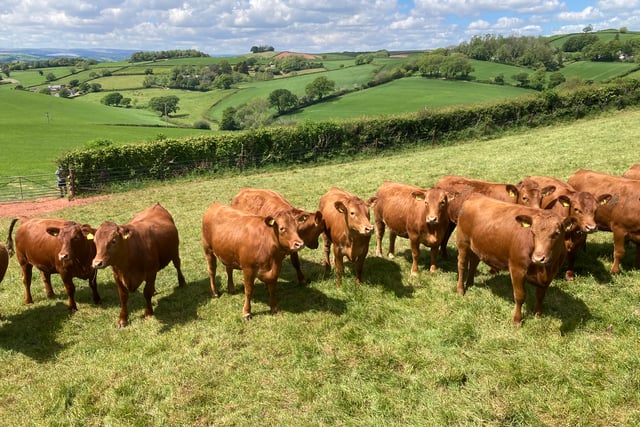 Historic farms looks to modern future