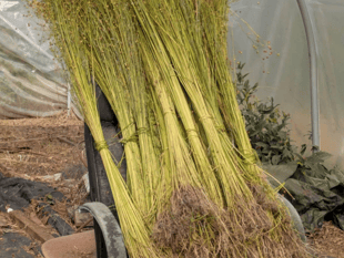 Devon Grows Flax project receives £116k grant 