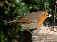 Nature Diary by Geoff Foale | Should we feed garden birds?