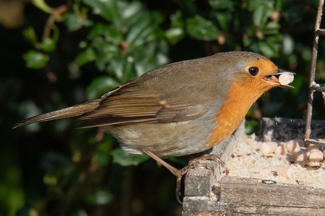 Nature Diary by Geoff Foale | Should we feed garden birds?