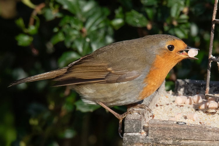 Robin using a garden bird feeder.