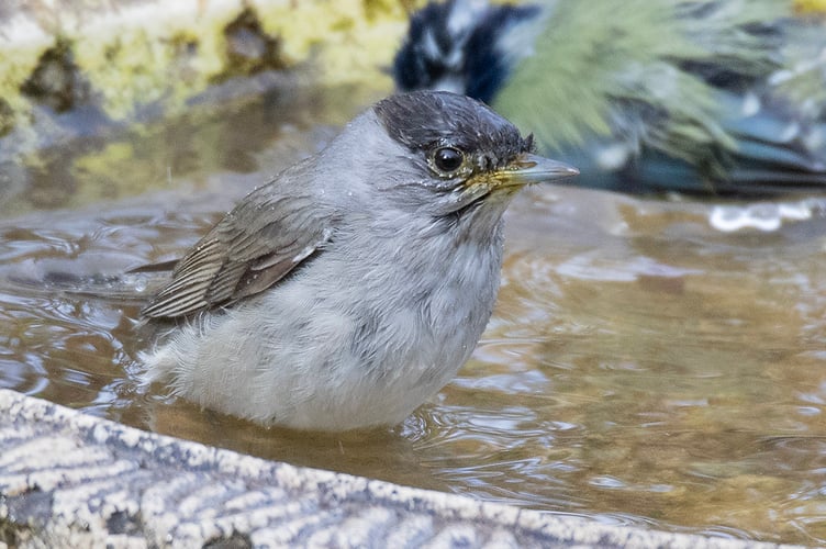 Blackcap in mixed bathing area.