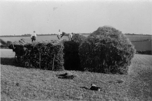 Higher Coombe Farm, East Allington - Three farm workers building hay ricks in field. Farm dog looking on