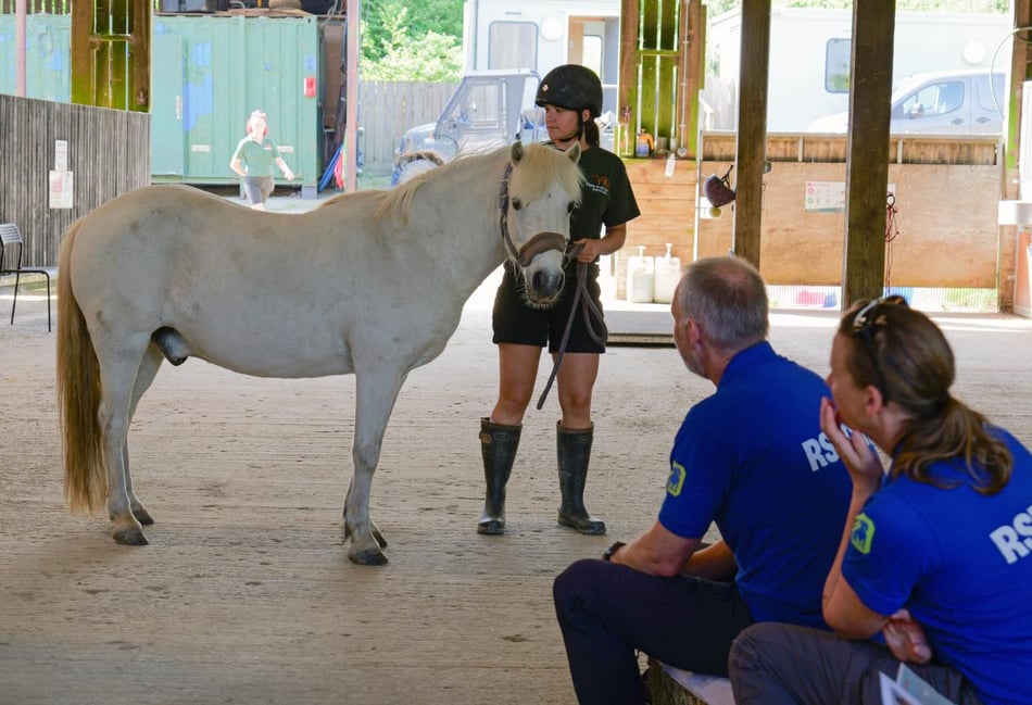 Equine welfare training unites animal charities