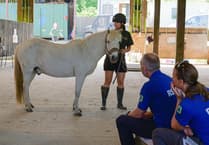 Animal charities join forces for equine welfare