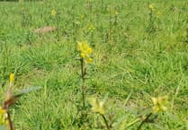 Hope Wood field boost for community