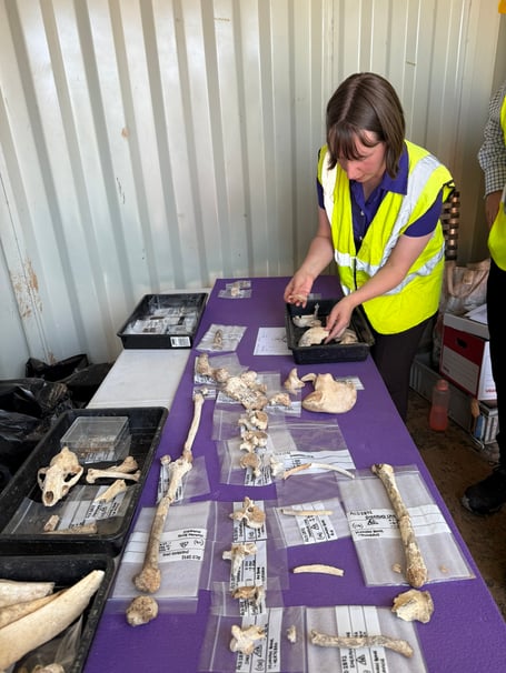 Neolithic remains - AC Archaeology