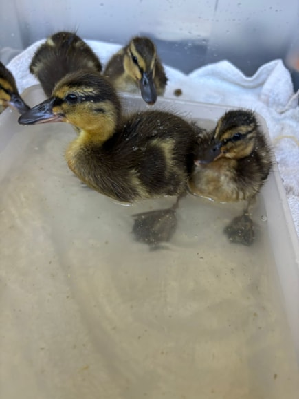 The ducklings now in safety