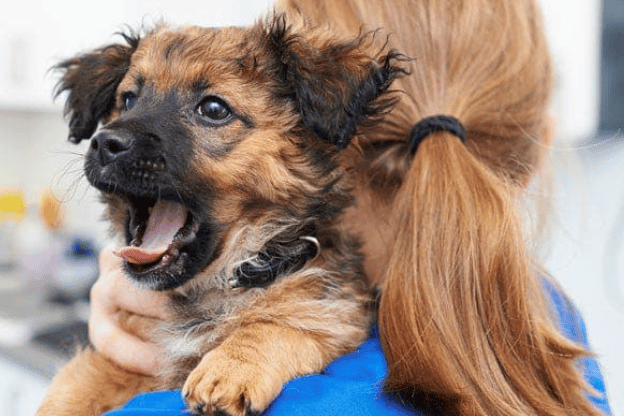 Dart Vale Veterinary Group