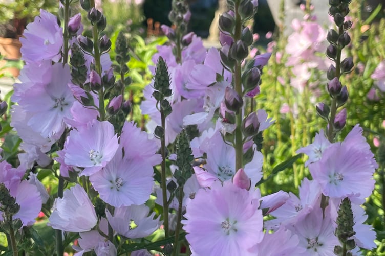 Sidalcea - Stella Exley