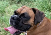 Tails from South Moor by Vet Freya Lawrence | A Boxer vs Adder