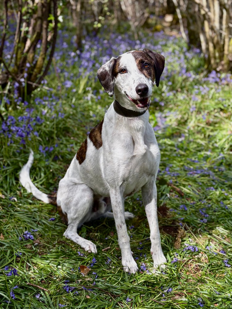 Tank- one of the dogs looking for a new home
