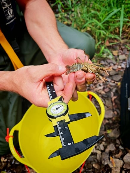 Measuring a rare white-clawed crayfish
