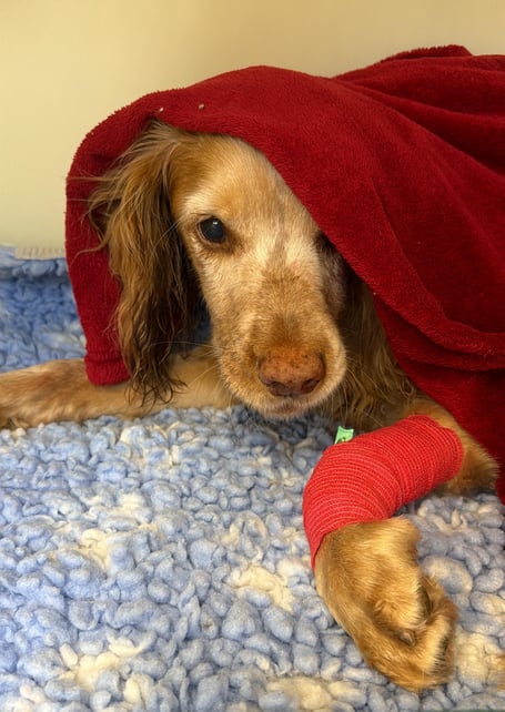 Hamish in recovery