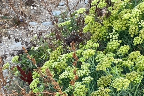 August - Rock Samphire thriving in the drought