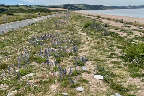 June - Viper’s Bugloss fighting its way through the shale