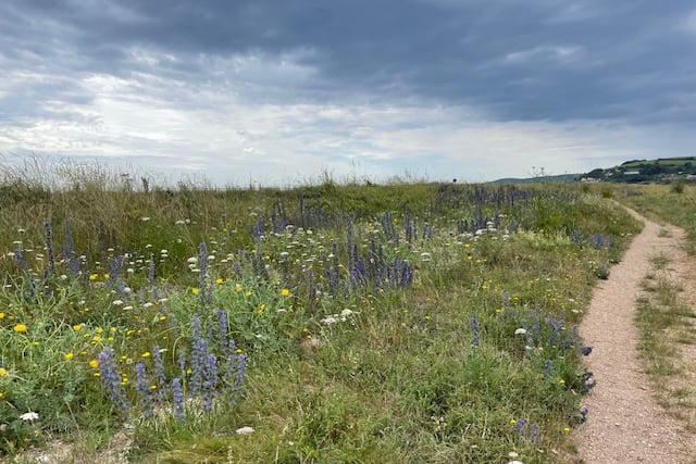 Bugloss and Yellow Horned Poppy Thriving on the Back Slope