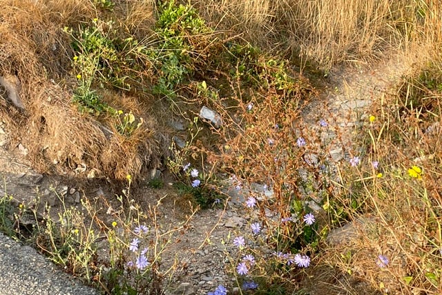 Chicory surviving given a little water