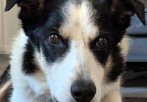 How Vet Freya Lawrence saved Freddie