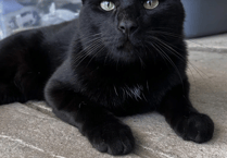 All alone in his quiet corner, Nero is still waiting for a family