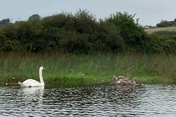 Swan with its cygnets